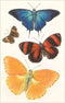 Found Image Press - Sticker IS-35 Varieties of Butterfly