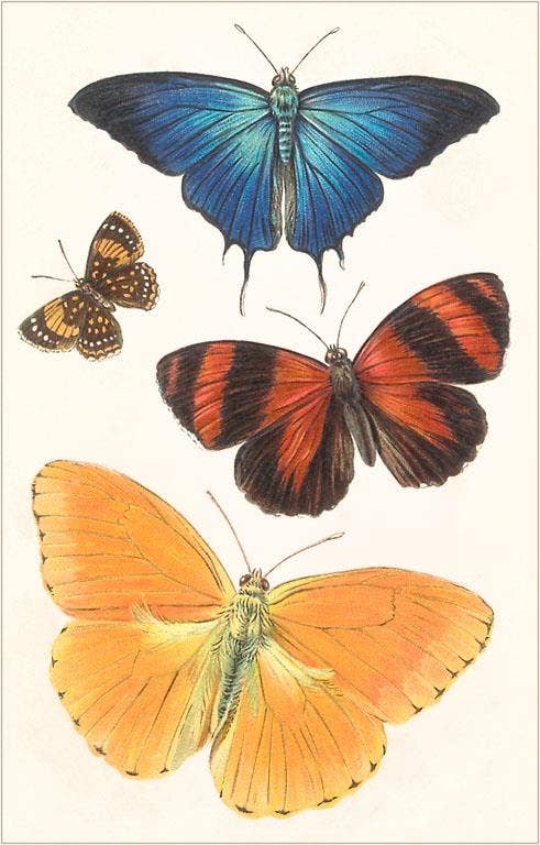 Found Image Press - Sticker IS-35 Varieties of Butterfly