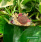 The Crowned Rabbit - Garden Snail Enamel Pin
