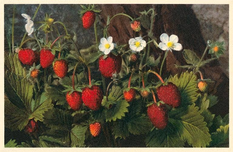 Found Image Press - Postcard FR-159 Strawberry Plant