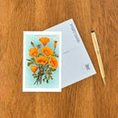 Found Image Press - Postcard CA-307 California Poppies