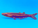 Ark Colour Design - Fish "Any Fin is Possible" Bookmark