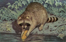 Found Image Press - Postcard AN-227 Raccoon Washing Corn