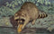 Found Image Press - Postcard AN-227 Raccoon Washing Corn