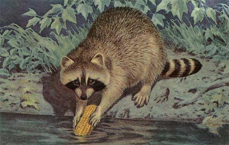 Found Image Press - Postcard AN-227 Raccoon Washing Corn