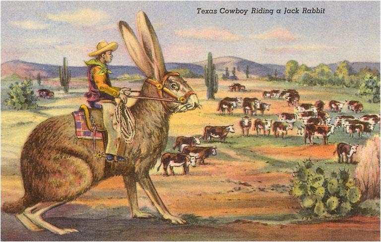 Found Image Press - TX-468 Texas Cowboy Herding from Jack Rabbit - Vintage Image, Postcard