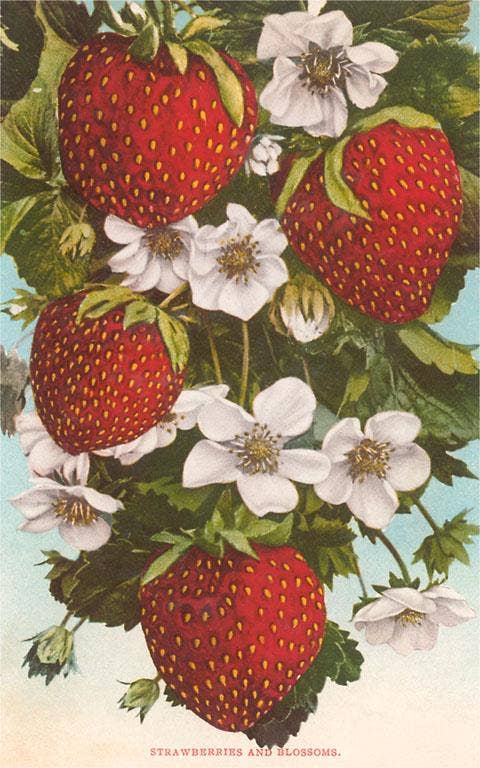 Found Image Press - Postcard FR-318 Strawberries