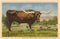 Found Image Press - TX-632 Texas Longhorn Steer - Vintage Image, Postcard