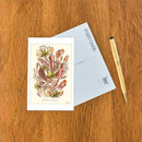 Found Image Press - Postcard SE-106 Carnivorous Plants