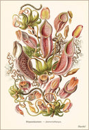 Found Image Press - Postcard SE-106 Carnivorous Plants