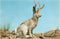 Found Image Press - NP-495 Jackalope - Vintage Image, Postcard