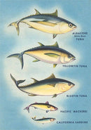 Found Image Press - Magnet FO-203 Kinds of Tuna Fish