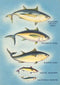 Found Image Press - Magnet FO-203 Kinds of Tuna Fish
