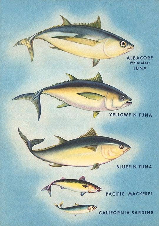 Found Image Press - Magnet FO-203 Kinds of Tuna Fish
