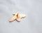 Wildship Studio - Honeybee Enamel Pin For Charity