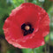 Botanical Bright - Red Poppy Enamel Pin