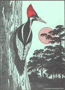 Found Image Press - Postcard WD-40 Pileated Woodpecker