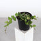 Thorsen's Greenhouse - Hoya Krohniana Splash - Wax Plant - 4" Live Plant