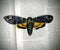 Dark Veinlet - Clear Bookmark - Colored Death Head Hawk Moth Dark Academia