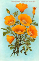 Found Image Press - Postcard CA-307 California Poppies