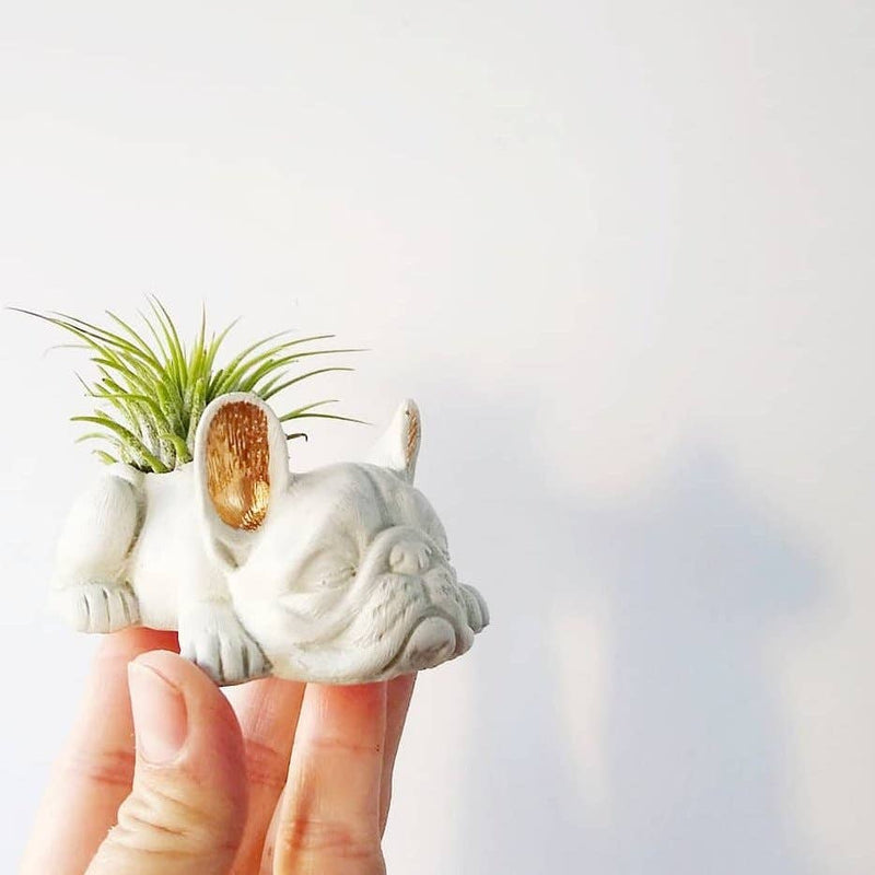 Dovekie & Finch - Concrete Frenchie Air Plant Holder