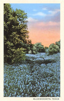 Found Image - TX-616 Field of Bluebonnets, Texas - Vintage Image, Magnet