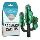 Copernicus Toys - CRYSTAL GROWING SAGUARO CACTUS