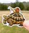 VINYL STICKER: Slow Friends (Tortoise and Snail)
