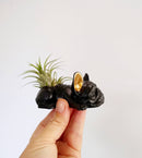 Dovekie & Finch - Concrete Frenchie Air Plant Holder