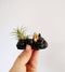 Dovekie & Finch - Concrete Frenchie Air Plant Holder