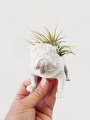 Dovekie & Finch - English Bulldog Planter