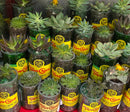 Texas UpCycle - Topo Chico Recycled Succulent Planter